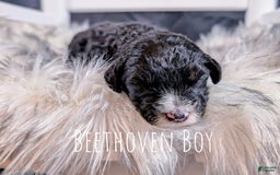 Mini Bernedoodle dogs for sale: Beethoven - Image 2