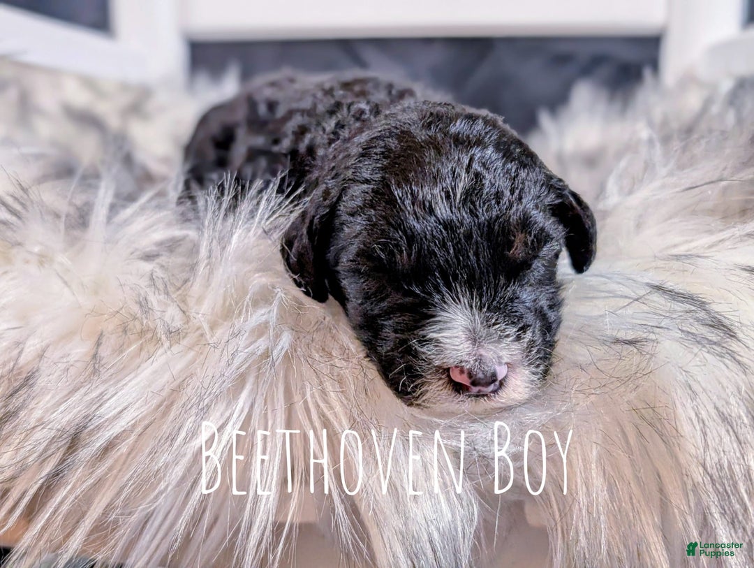 Mini Bernedoodle dogs for sale: Beethoven - Image 2