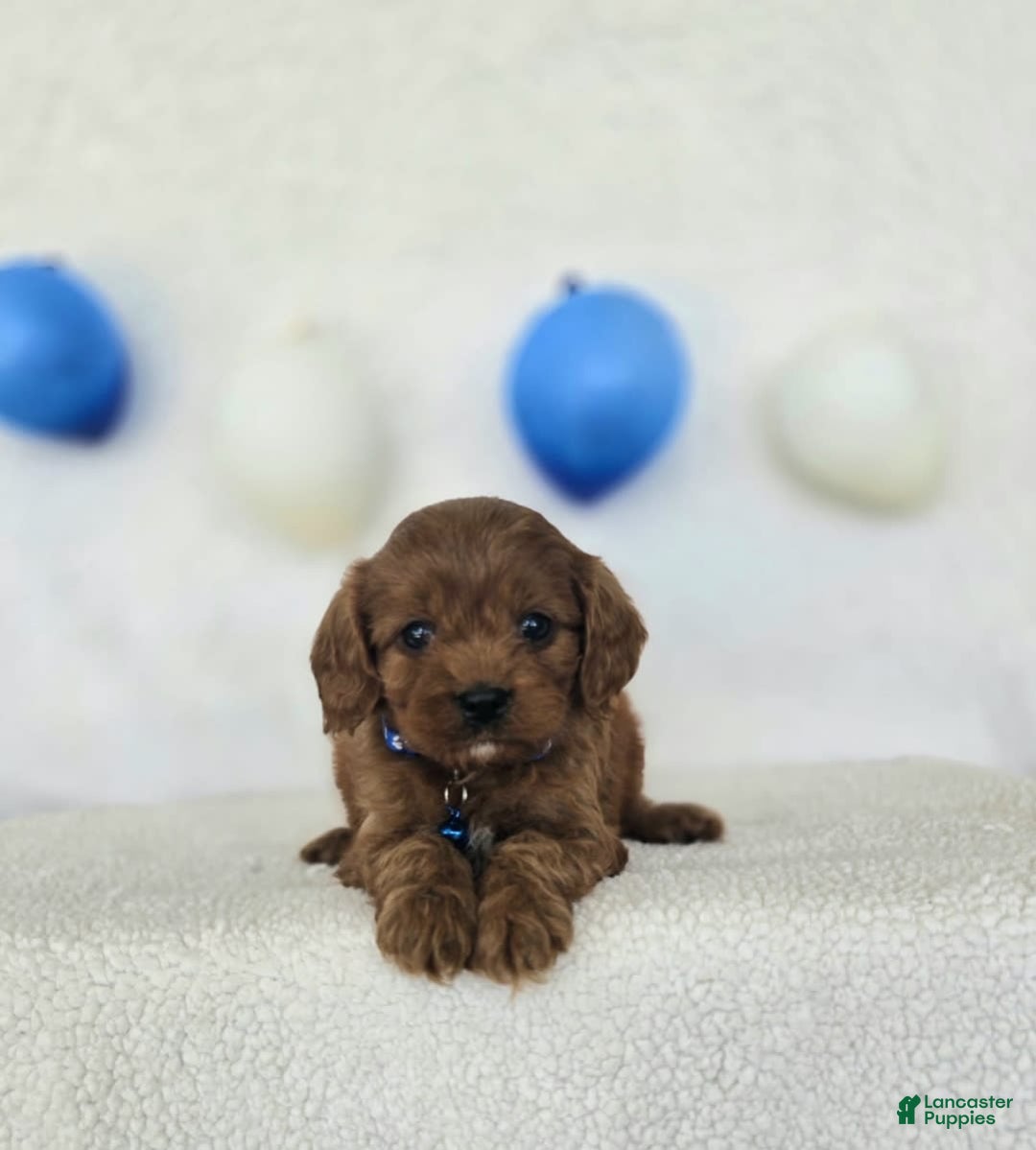 Cavapoo dogs for sale: Bruce - Image 10