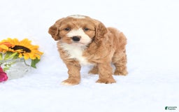 Cockapoo dogs for sale: Roxy - Image 4