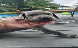Great Dane dogs for sale: Sky - Image 25