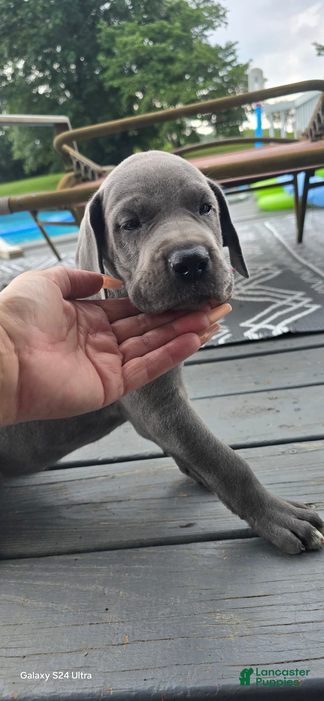 Great Dane dogs for sale: Sky - Image 25
