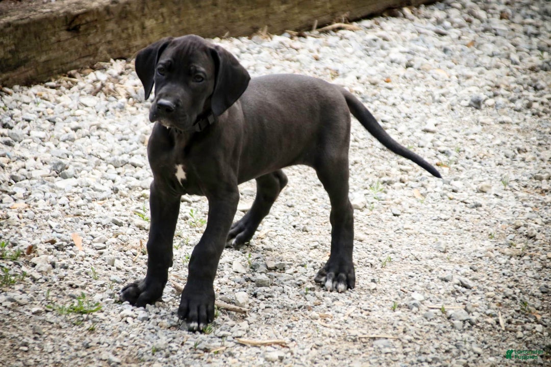 Great Dane dogs for sale: Selene - Image 22