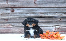 Miniature Poodle dogs for sale: Milo - Image 6