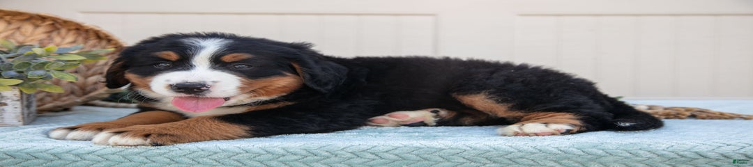 Baxter