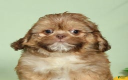 Shih Tzu dogs for sale: Marshall - Image 1