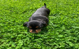 Dachshund dogs for sale: Long hollow Lenny - Image 2