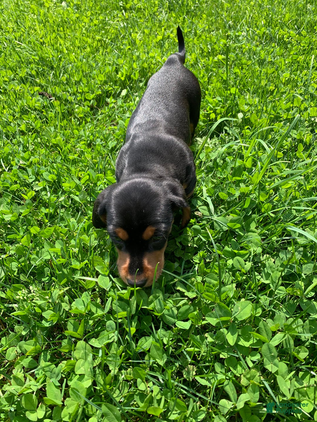 Dachshund dogs for sale: Long hollow Lenny - Image 2