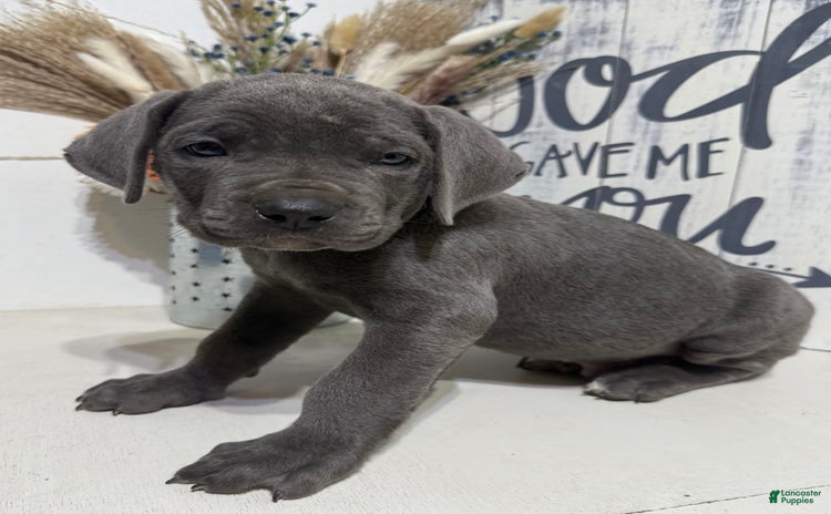 Cane Corso dogs for sale - Ad 3