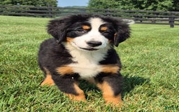 Bernese Mountain Dog dogs for sale: Ivy - Image 11