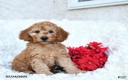 Mini Goldendoodle dogs for sale: Sheila - Image 4