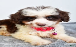 Mini Aussiedoodle dogs for sale: Amber - Image 3