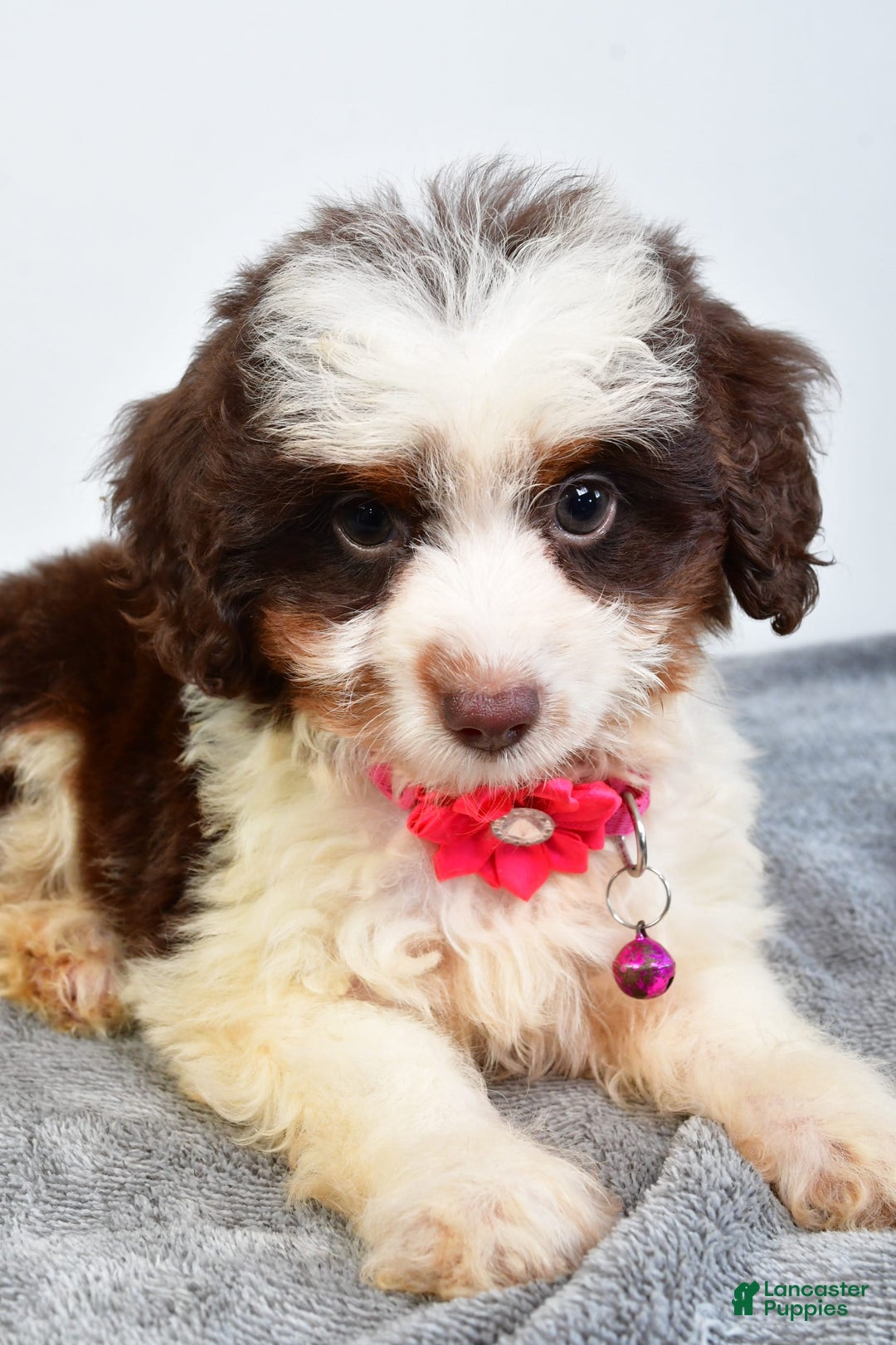Mini Aussiedoodle dogs for sale: Amber - Image 3