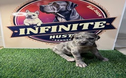 Cane Corso dogs for sale: Cane Corso 5 puppies - Image 9