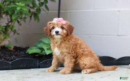 Cavapoo dogs for sale: Lily - Image 3