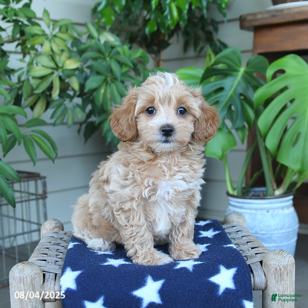 Maltipoo dogs for sale: Maltipoo 5 puppies - Image 12