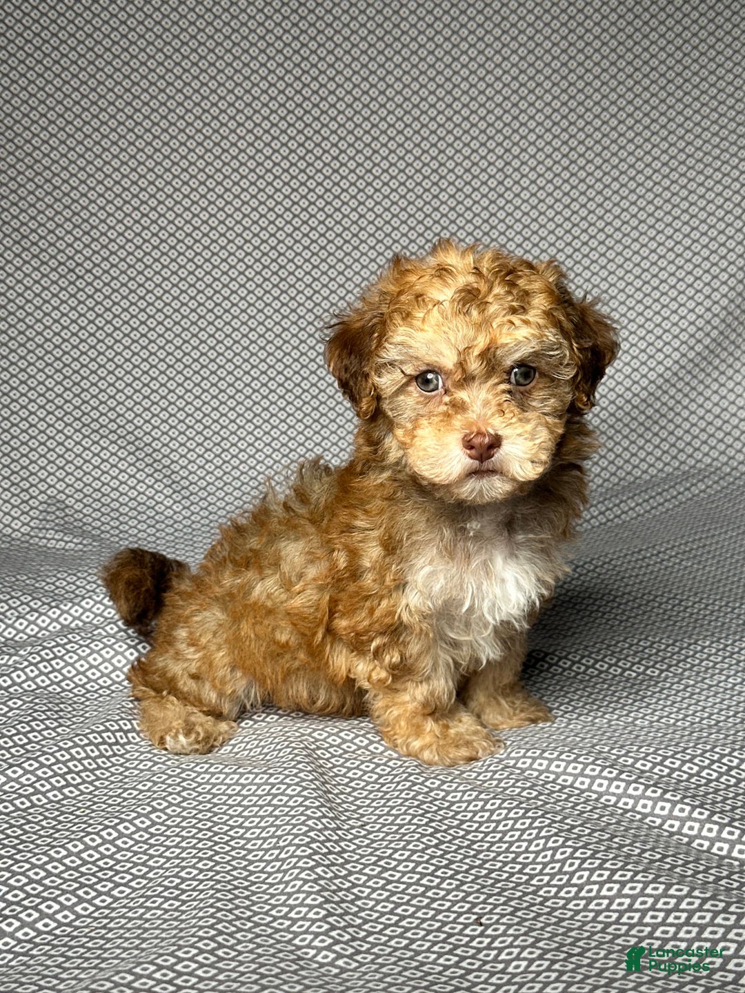 Havapoo dogs for sale: Brody - Image 4