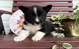 Shiba Inu dogs for sale: Eddy - Image 8