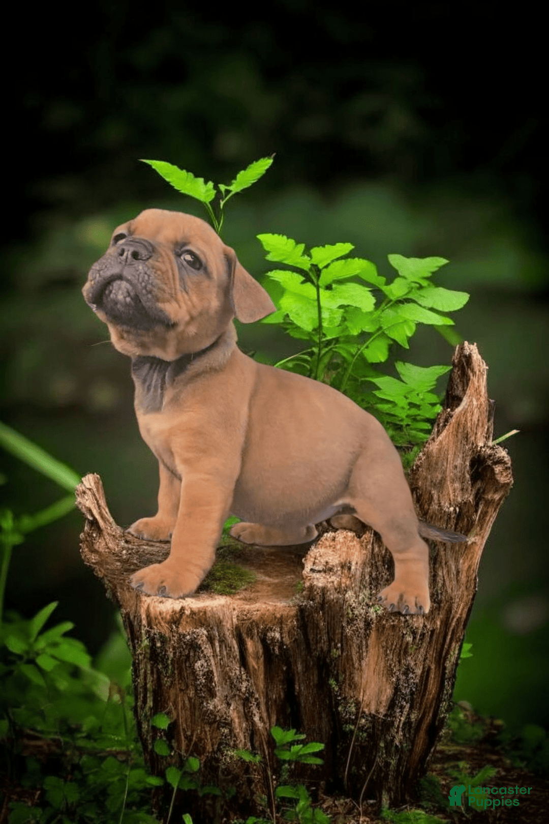 American Bully dogs for sale: Boss - Image 12