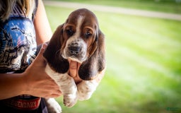 Basset Hound dogs for sale: Rocky - Image 10