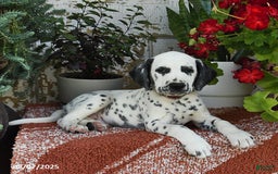 Dalmatian dogs for sale: Hunter - Image 5