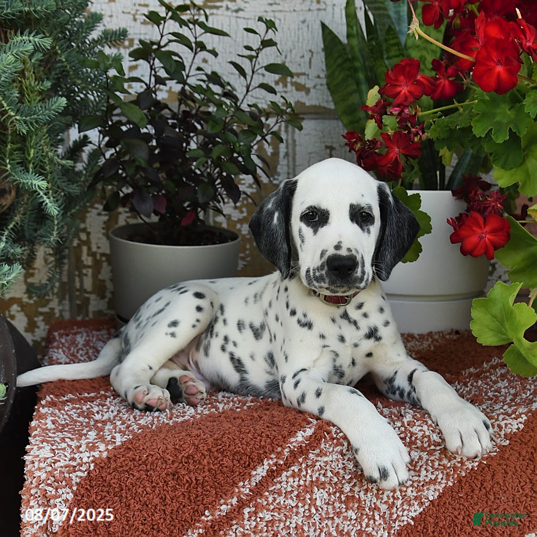 Dalmatian dogs for sale: Hunter - Image 5