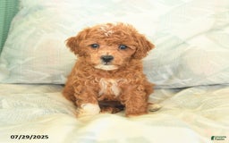 Miniature Poodle dogs for sale: Tinkerbell - Image 2
