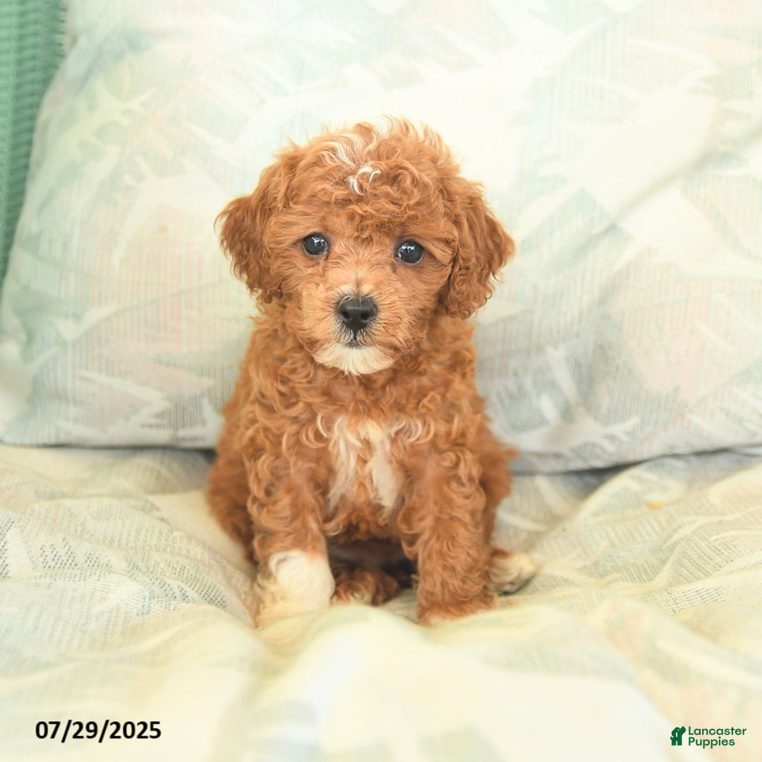Miniature Poodle dogs for sale: Tinkerbell - Image 2