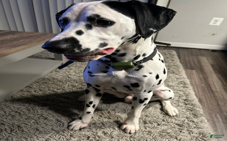 Dalmatian dogs - Advert 1