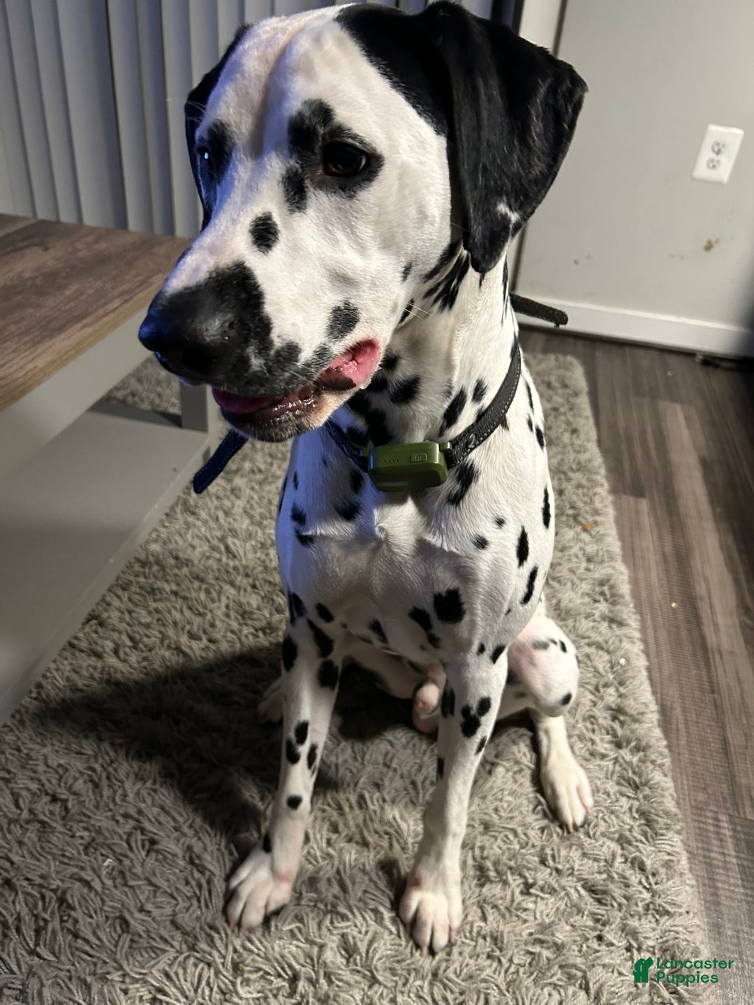 Dalmatian dogs for sale: Spade - Image 1