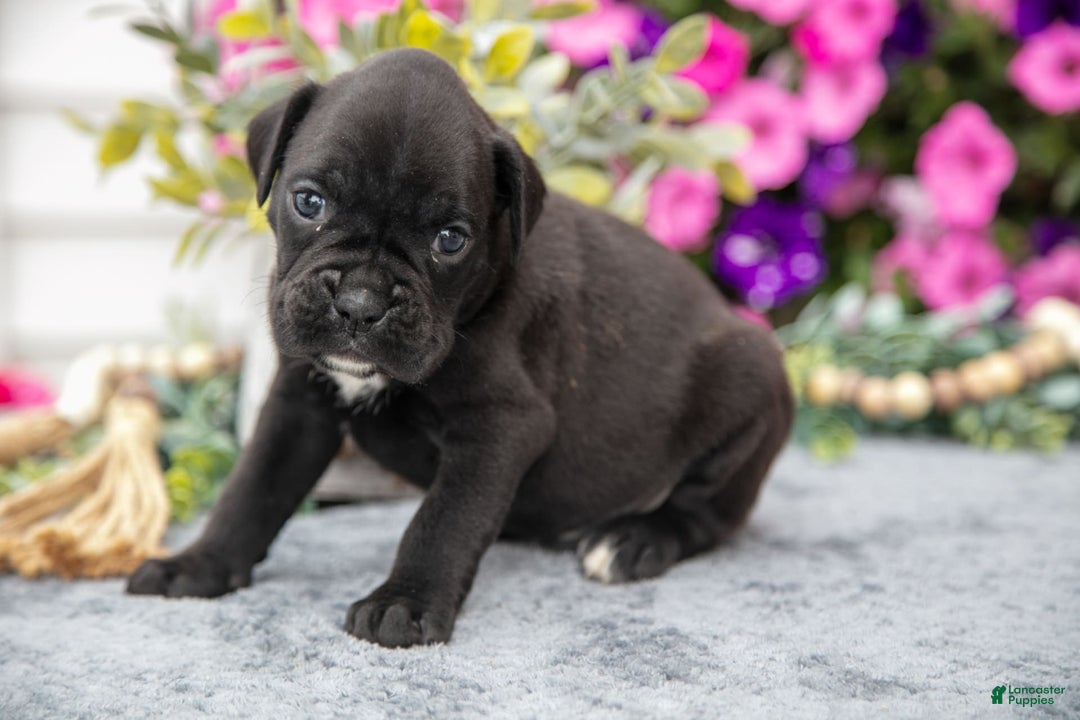 Boxer dogs for sale: Shadow - Image 6