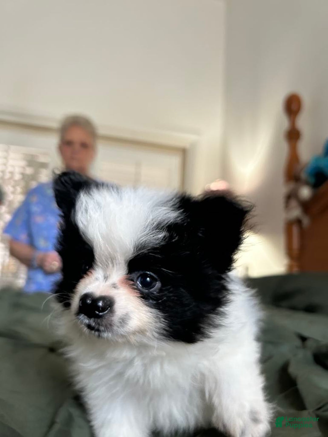 Pomeranian dogs for sale: Lexi Black - Image 11