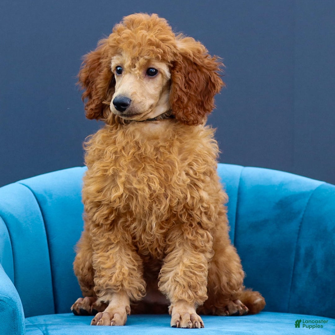 Miniature Poodle dogs for sale: Colette - Image 2