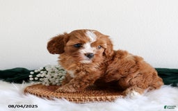 Cavapoo dogs for sale: Chloe - Image 3