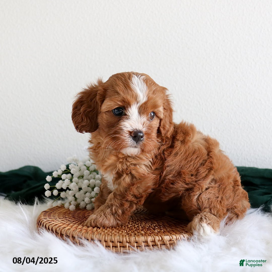Cavapoo dogs for sale: Chloe - Image 3