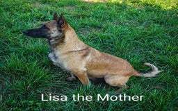 Belgian Malinois dogs for sale: Jett - Image 4