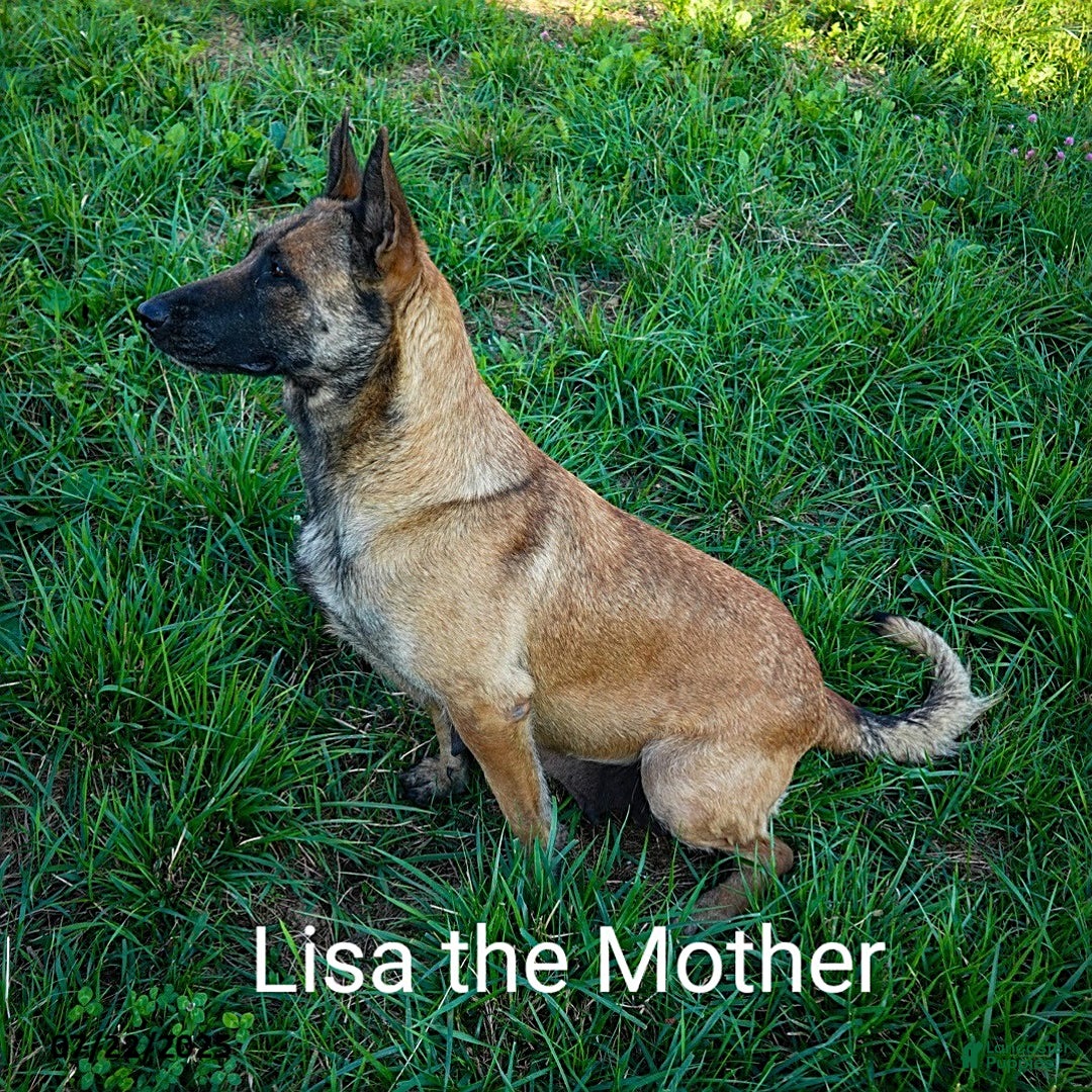 Belgian Malinois dogs for sale: Jett - Image 4
