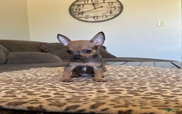 Chihuahua dogs for sale: Captain - Image 2