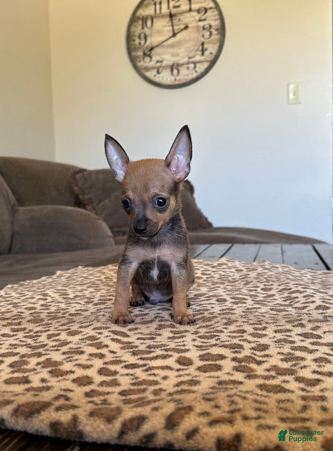 Chihuahua dogs for sale: Captain - Image 2