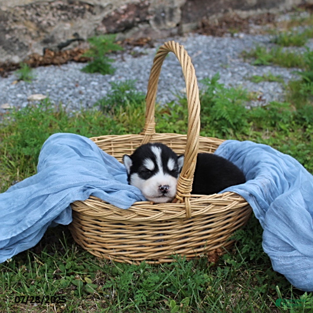 Alaskan Malamute dogs for sale: Balto - Image 1