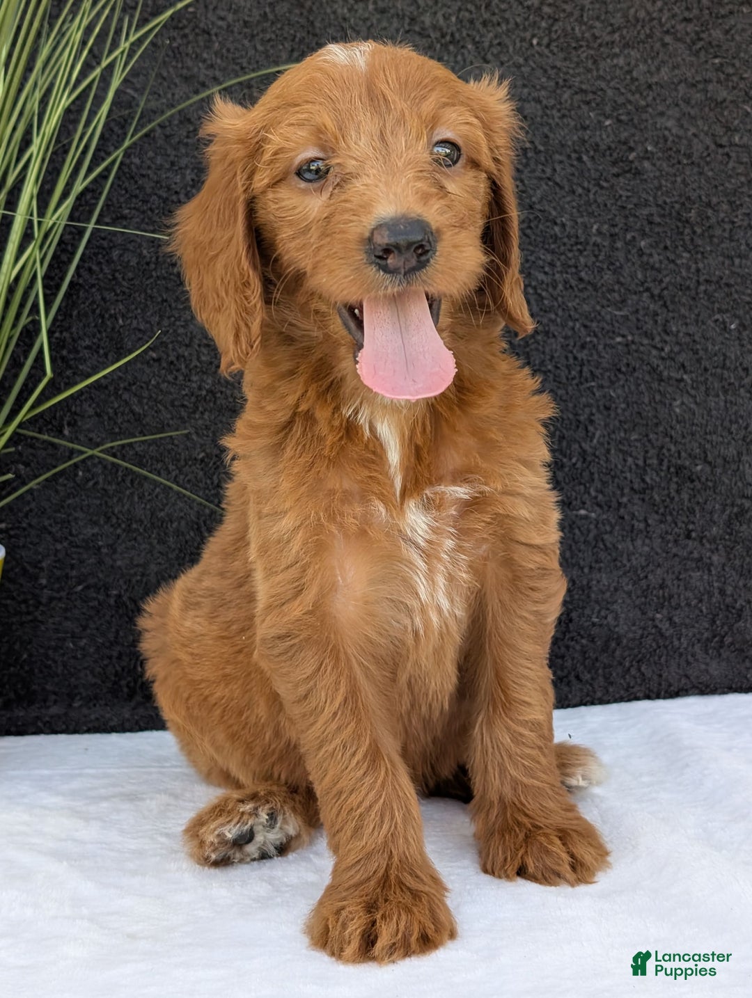 Goldendoodle dogs for sale: Kailey - Image 4