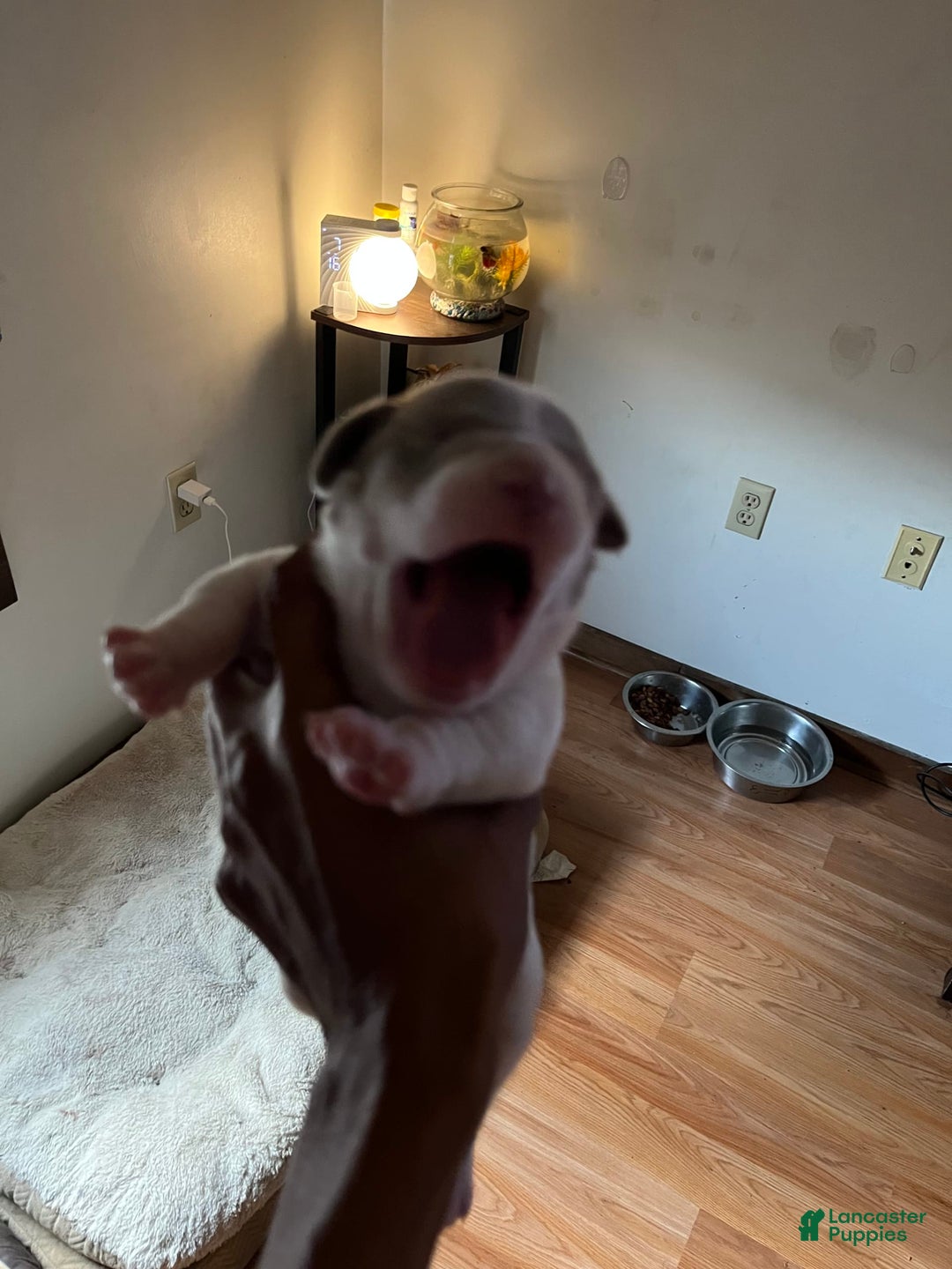 American Bully dogs for sale: Charlie - Image 4