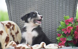 Border Collie dogs for sale: Buster - Image 1