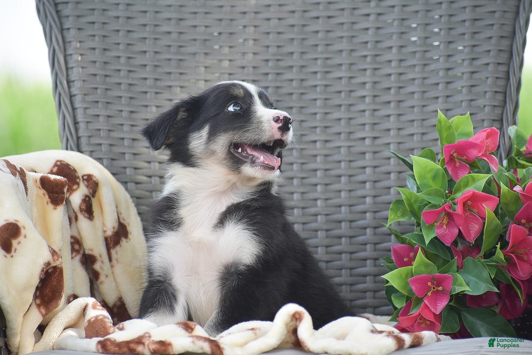 Border Collie dogs for sale: Buster - Image 1