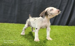 Catahoula Leopard Dog dogs for sale: Diamond 2025 F3 - Image 13