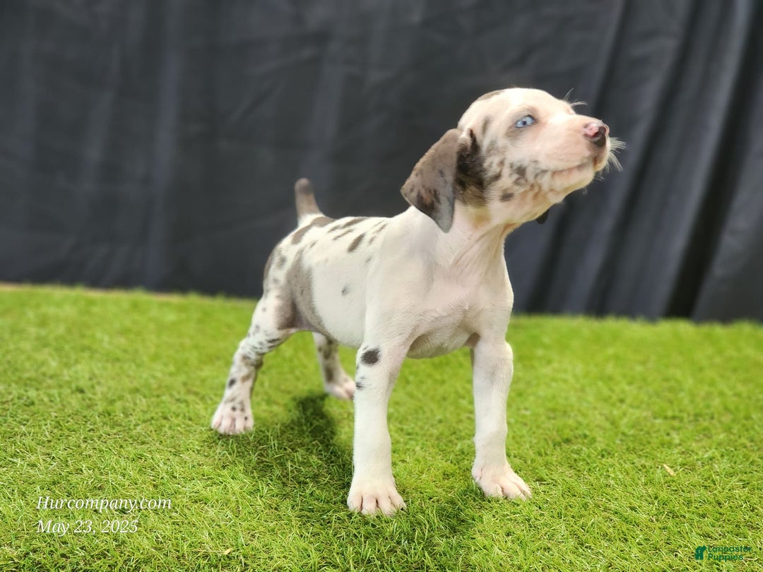Catahoula Leopard Dog dogs for sale: Diamond 2025 F3 - Image 13