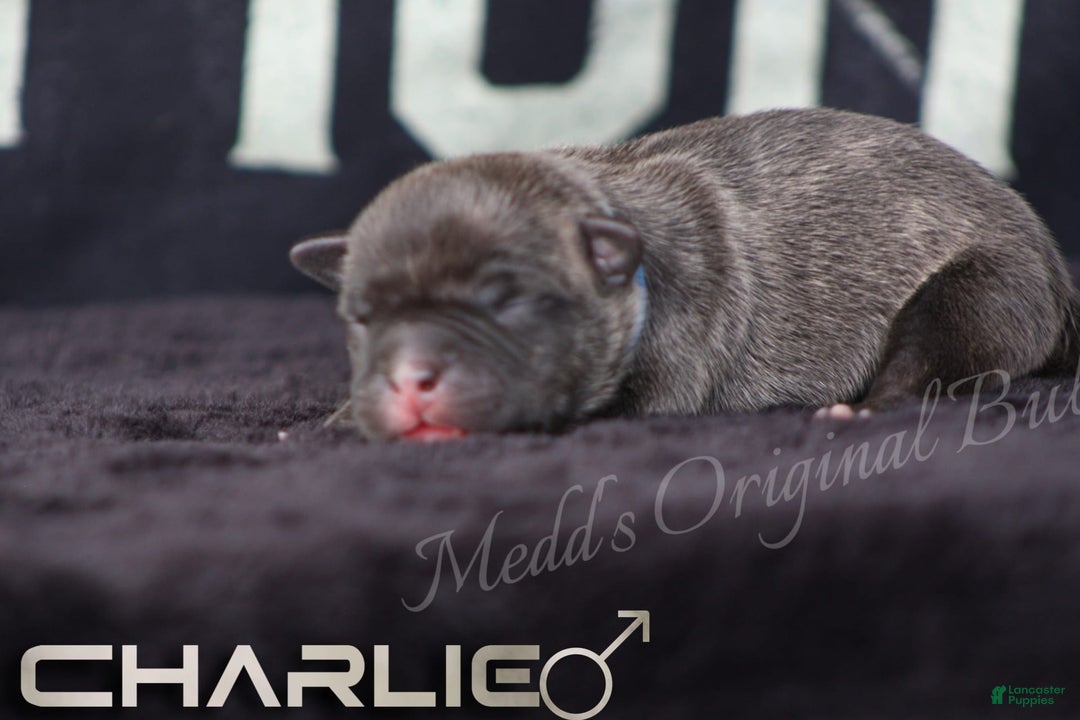American Bully dogs for sale: Bravo - Image 1