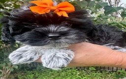 Maltipoo dogs for sale: Lucy - Image 7
