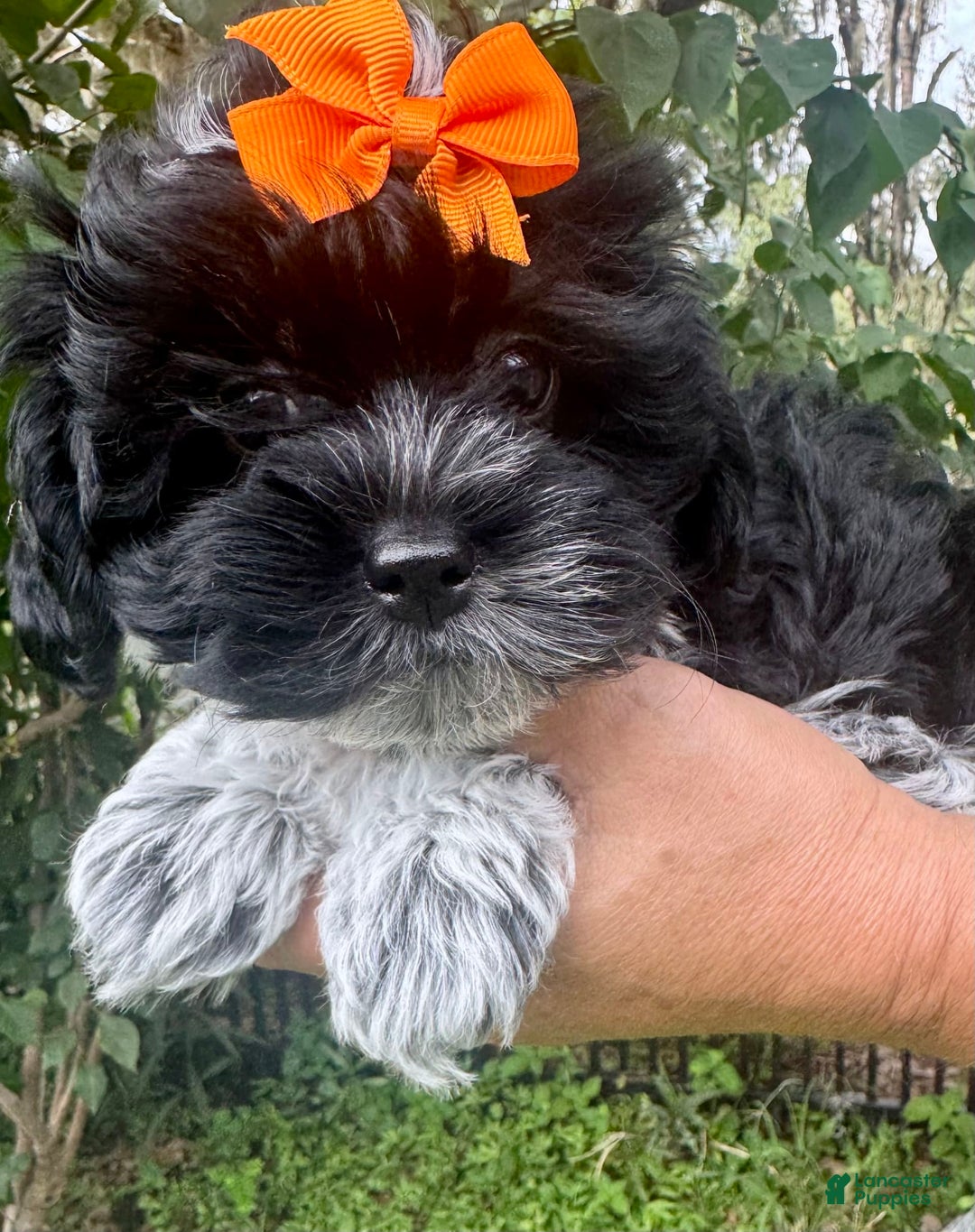Maltipoo dogs for sale: Lucy - Image 7