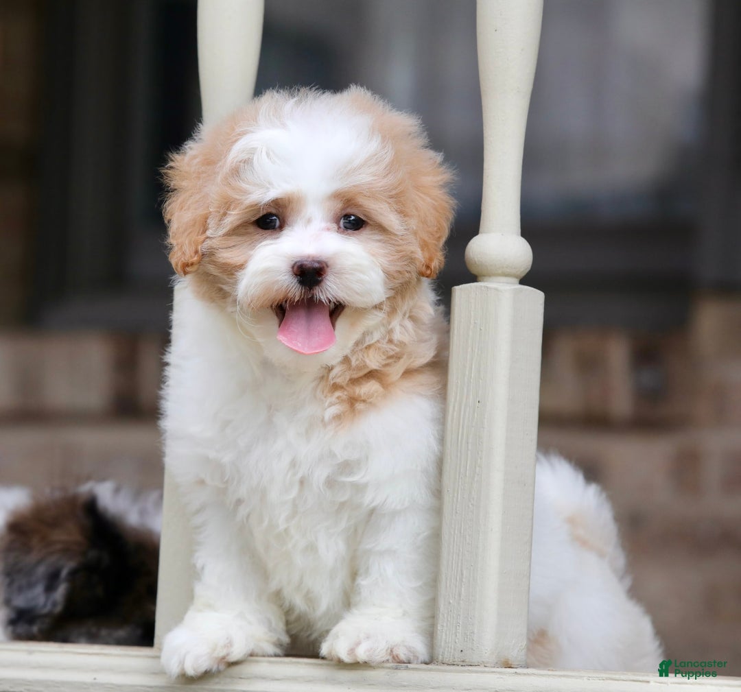 Shihpoo dogs for sale: Daisy Dew - Image 1